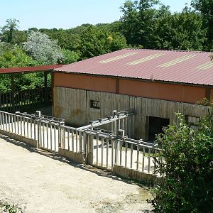 Southern white rhinos exhibit - rhinos house