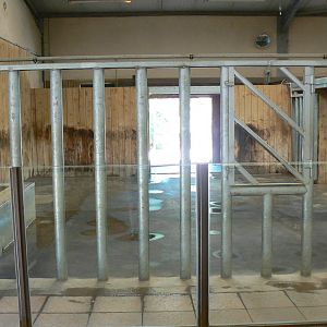 Southern white rhinos exhibit -