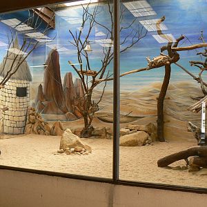 Southern white rhinos house - Sand cats indoor enclosure