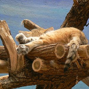 Southern white rhinos house - Sand ca sleeping