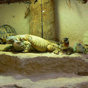 Southern white rhinos house - Spiny-tailed lizards, paradise whydah and med