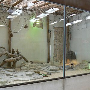 Southern white rhinos house - Spiny-tailed lizards, paradise whydahs and me