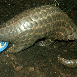 Chinese pangolin; Leipzig; 3rd September 2011