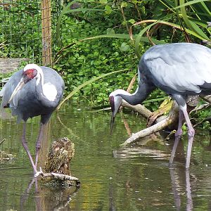 White-Naped Cranes