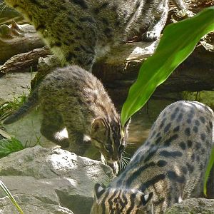 Fishing Cat Family