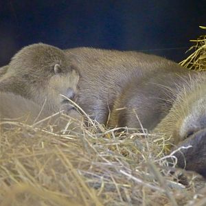 Short-Clawed Otter suckling Cubs
