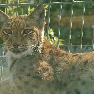 Carpathian Lynx