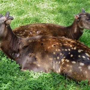 Phillipine Spotted Deer