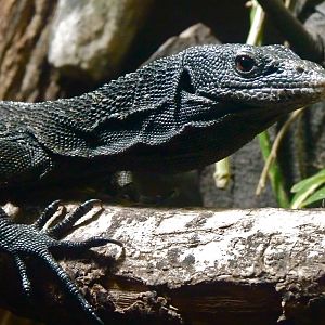 Black Tree Monitor