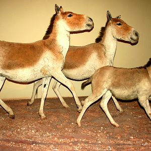 Kiang trio; Museum fur Naturekunde, Berlin; 10th September 2011