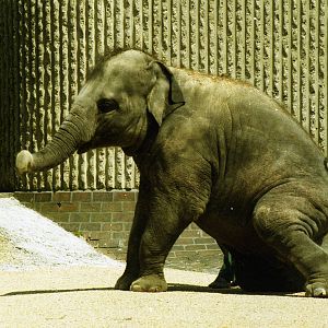 Asian Elephant 1985  Could this be Geeta?