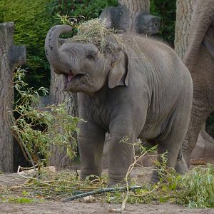 Chester Zoo's baby Elephant