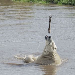 Walker playing with a bone