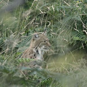 Carpathian lynx
