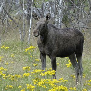 European elk