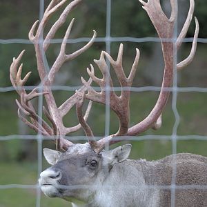 Forest reindeer stag