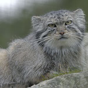 Pallas cat