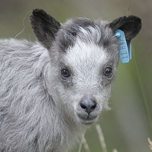 Japanese serow kid