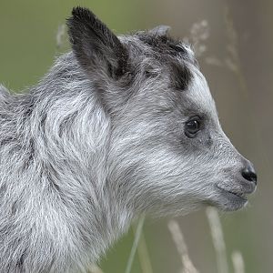 Japanese serow kid