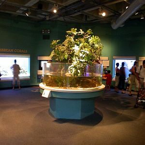 Pictures taken around opening