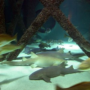 Pictures taken around opening