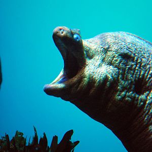 Various Pictures of AOP