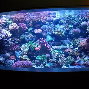 Various Pictures of Aquarium