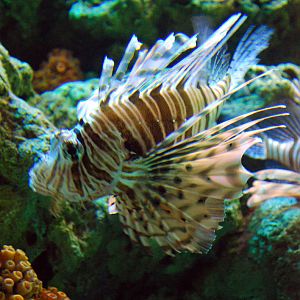 Various Pictures of Aquarium