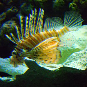 Various Pictures of Aquarium