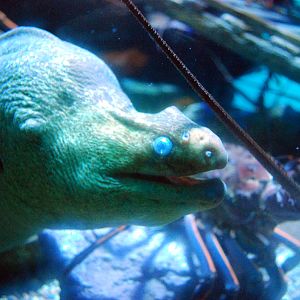 Various Pictures of Aquarium