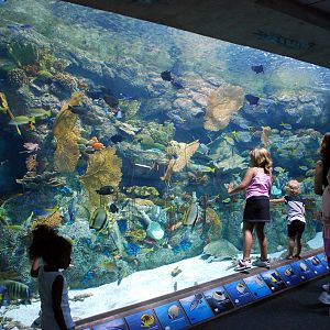 Various Pictures of Aquarium