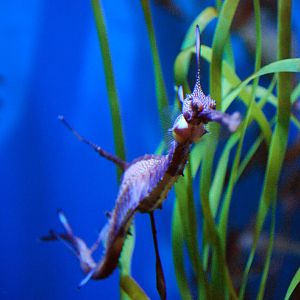 Various Pictures of Aquarium