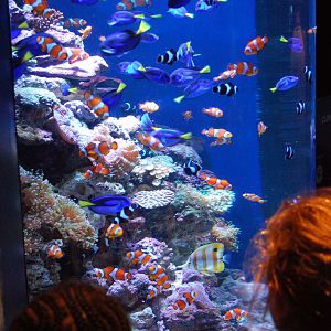 Various Pictures of Aquarium