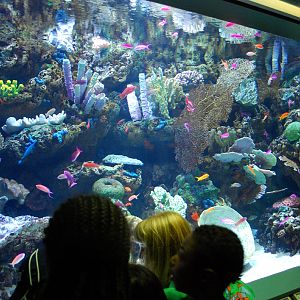 Various Pictures of Aquarium