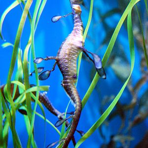 Various Pictures of Aquarium