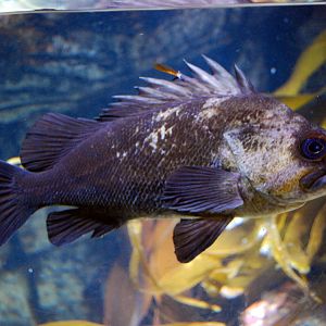 Various Pictures of Aquarium