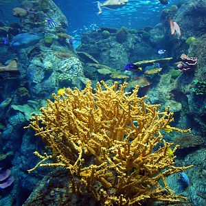 Various Pictures of Aquarium