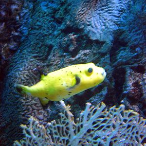 Various Pictures of Aquarium