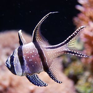 Various Pictures of Aquarium