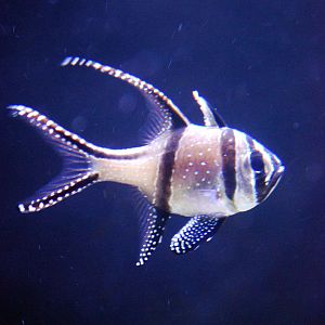 Various Pictures of Aquarium