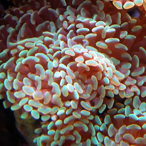 Various Pictures of Aquarium