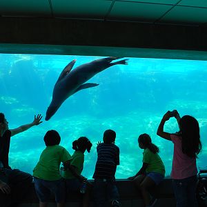 Various Pictures of Aquarium