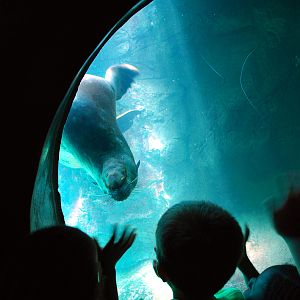 Various Pictures of Aquarium