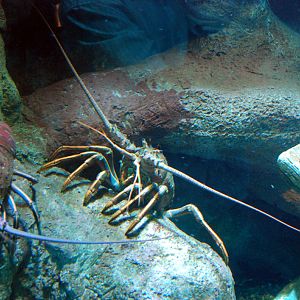 Various Pictures of Aquarium