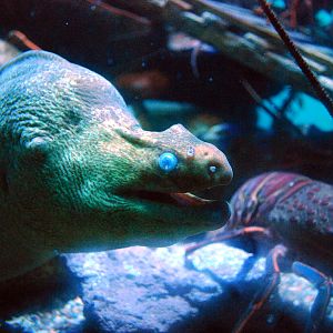 Various Pictures of Aquarium