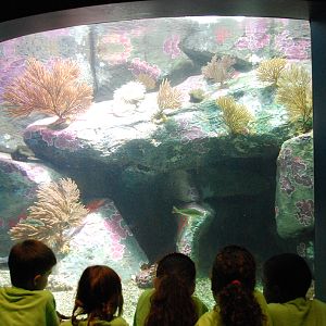 Various Pictures of Aquarium