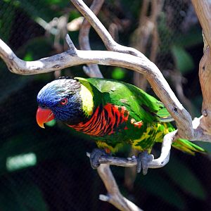 Various Pictures of Aquarium