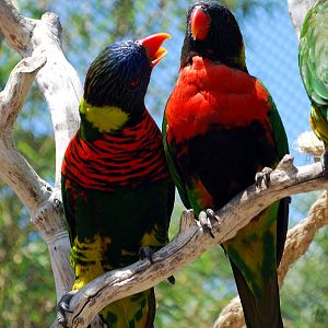 Various Pictures of Aquarium