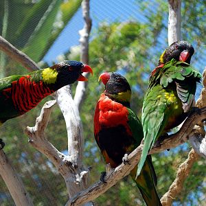 Various Pictures of Aquarium