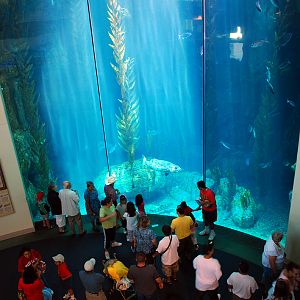 Various Pictures of Aquarium